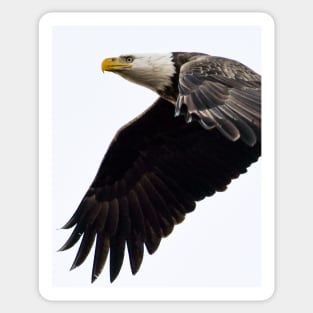 An Adult Bald Eagle In Flight Sticker